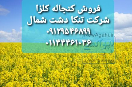 فروش کنجاله کلزا خوراک دام و طیور و آبزیان