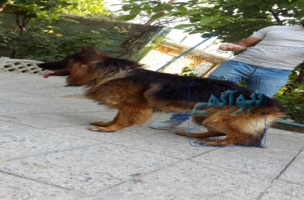 سگ ژرمن
