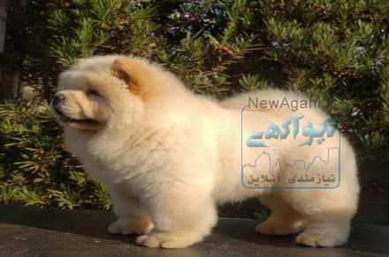 فروش سگ چاو چاو پوزه فلت