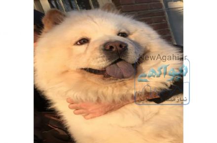 توله چاو چاو پوزه فلت