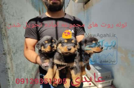 سگ روتوایلر درشت و هیکلی با ضمانت نگهبانی