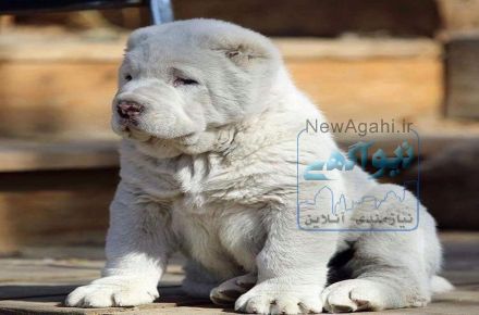 فروش سگ آلابای اصیل و شجره دار