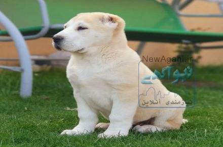 فروش سگ آلابای اصیل و شجره دار