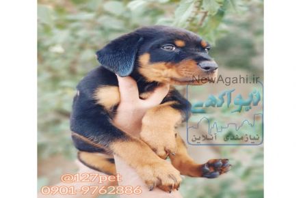 فروش سگ روتوایلر پوزه دلقکی - قیمت سگ روتوایلر
