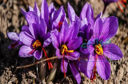 کود زعفران.Saffron fertilizer.قیمت کود زعفران.فروش کود زعفران قاین بیرجند