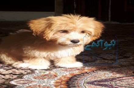 فروش توله سگ