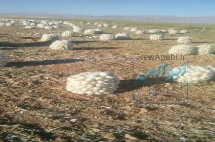 فروش بذر پیاز دستگیر