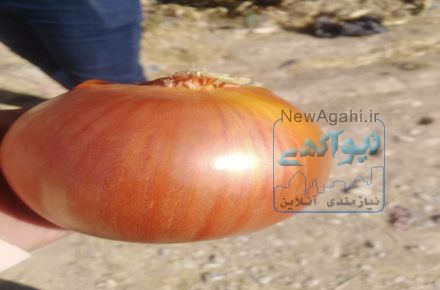 فروش بذر پیاز دستگیر