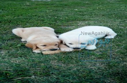 سگ نگهبان و محافظ رتریور