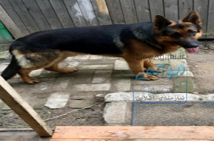 سگ نگهبان  ژرمن شپرد 