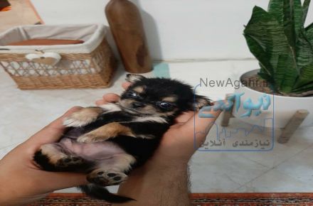 شیواوا (شیهواهوا) موبلند و مو کوتاه