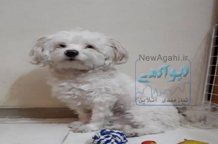 سگ سفید کوچک