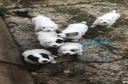 سگ نگهبان و محافظ آلابای