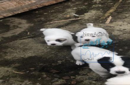 سگ نگهبان و محافظ آلابای