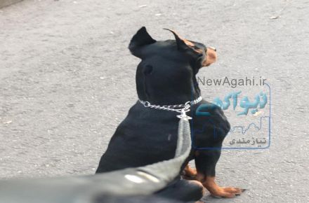 سگ نگهبان و محافظ دوبرمن