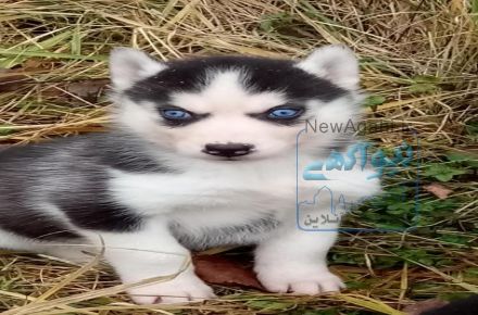 سگ هاسکی