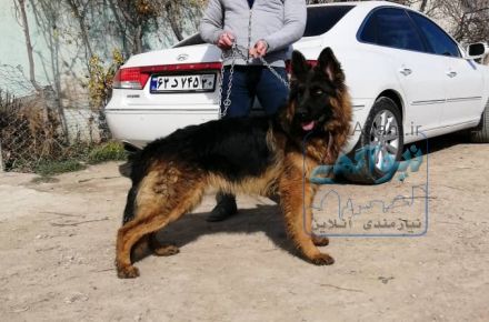 توله ژرمن شپرد یا سگ چوپان آلمانی