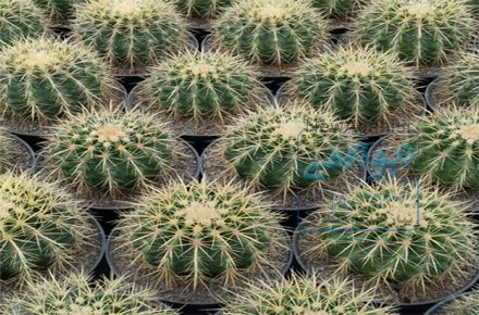 فروشگاه اینترنتی گل وگیاه روبینیاگاردن