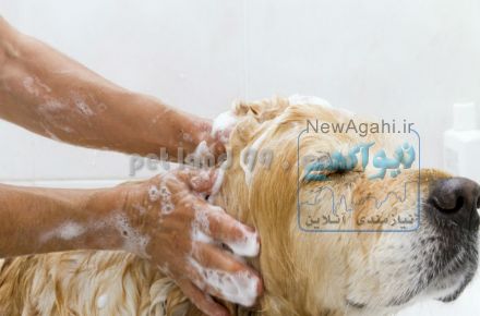 شستشوی درمانی حیوانات