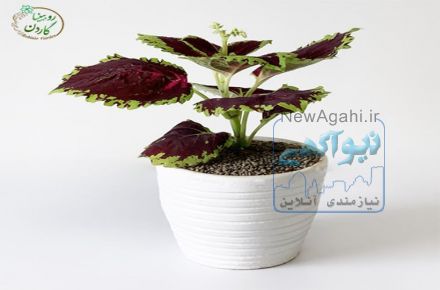 فروشگاه روبینیا گاردن