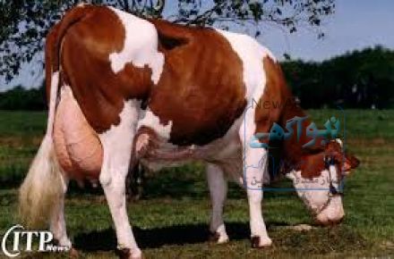 فرش تلیسه آبستن 7 ماهه نژاد سمینتال