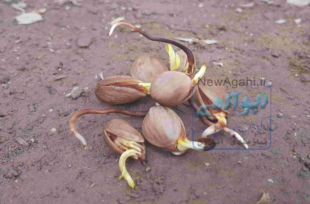بذر پسته بادامی زرندی