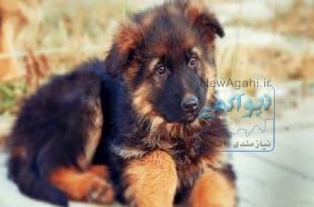 فروش ویژه توله های ژرمن شپرد اصیل با مدارک کامل