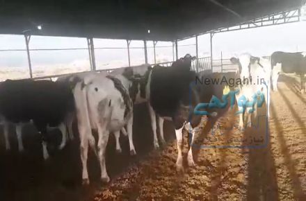فرش تلیسه آبستن 7 ماهه نژاد سمینتال