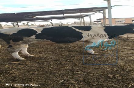 فروش گوساله نر هلشتاین