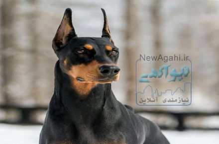 توله دوبرمن پینشر پوست چرمی