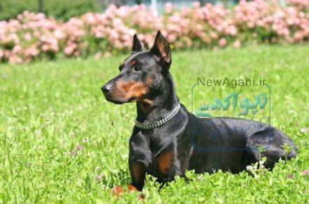 توله دوبرمن آمریکایی و اروپایی خوب 