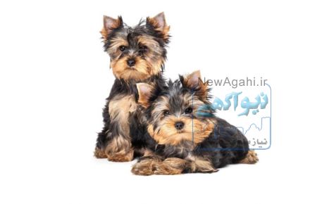 فروش توله پورکشایر