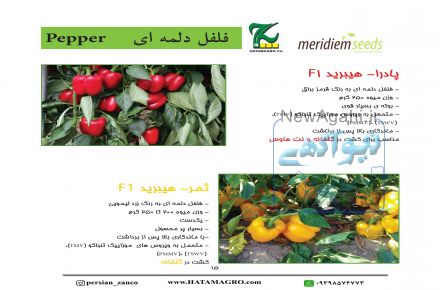 فروش بذر خیار مینی - شرکت حاتم گلخانه ای