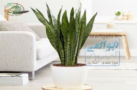 فروشگاه اینترنتی روبینیاگاردن