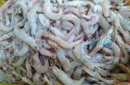 فروشگاه آنلاین ماهی و میگو تازه جنوب