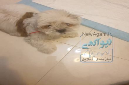 شیتزو سوپر فلت خالص
