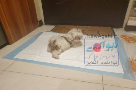 شیتزو سوپر فلت خالص