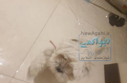 شیتزو سوپر فلت خالص