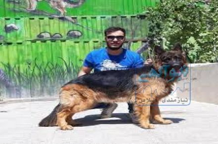 فروش توله سگ ژرمن شپرد