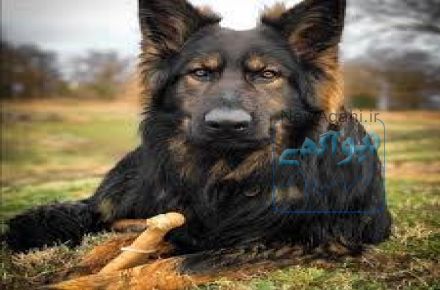 فروش توله سگ ژرمن شپرد