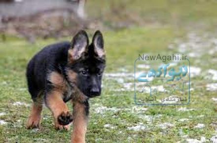 فروش توله سگ ژرمن شپرد