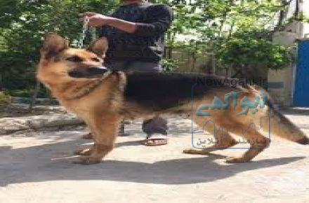 فروش توله سگ ژرمن شپرد