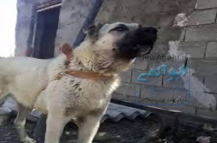 فروش انواع نزادسگ های اصیل وسالم وشناسنامه دار