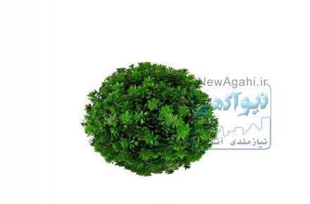 گل توپی با برگ پلاستیکی