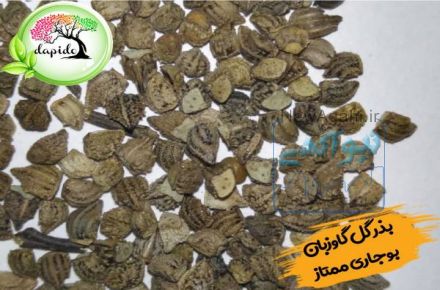 فروش ویژه بذر گل گاوزبان مشهد