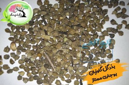 فروش ویژه بذر گل گاوزبان مشهد