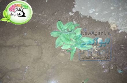فروش ویژه بذر گل گاوزبان مشهد