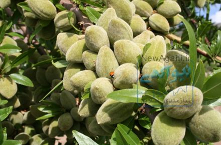 فروش عمده نهال میوه