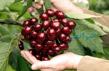 فروش عمده نهال میوه