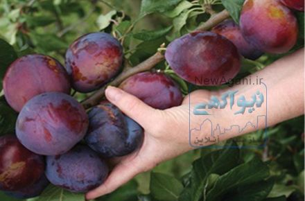 فروش عمده نهال میوه